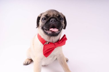 Beyaz bir arka plan üzerinde komik pug yavrusu. Metin için boş yer. Dinlenme pug