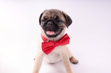 Beyaz bir arka plan üzerinde komik pug yavrusu. Metin için boş yer. Dinlenme pug