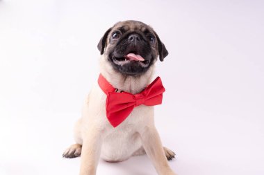 Beyaz bir arka plan üzerinde komik pug yavrusu. Metin için boş yer. Dinlenme pug