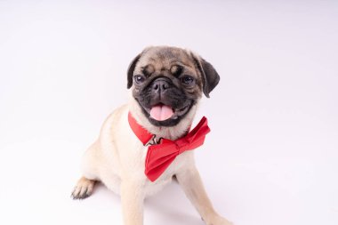 Beyaz bir arka plan üzerinde komik pug yavrusu. Metin için boş yer. Dinlenme pug