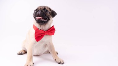 Beyaz bir arka plan üzerinde komik pug yavrusu. Metin için boş yer. Dinlenme pug