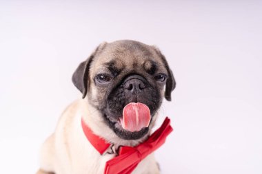 Beyaz bir arka plan üzerinde komik pug yavrusu. Metin için boş yer. Dinlenme pug