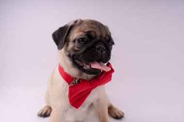 Beyaz bir arka plan üzerinde komik pug yavrusu. Metin için boş yer. Dinlenme pug