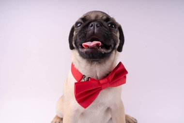 Beyaz bir arka plan üzerinde komik pug yavrusu. Metin için boş yer. Dinlenme pug