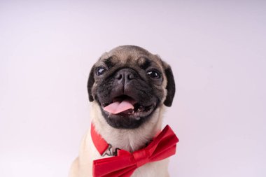 Beyaz bir arka plan üzerinde komik pug yavrusu. Metin için boş yer. Dinlenme pug