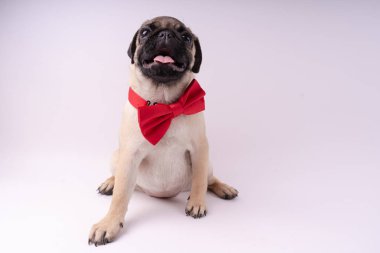 Beyaz bir arka plan üzerinde komik pug yavrusu. Metin için boş yer. Dinlenme pug