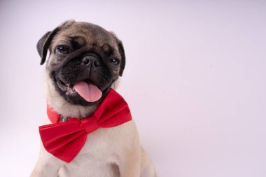Beyaz bir arka plan üzerinde komik pug yavrusu. Metin için boş yer. Dinlenme pug