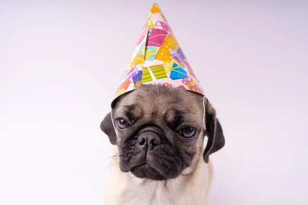 Filhote Cachorro Engraçado Fundo Branco Espaço Vazio Para Texto Pug — Fotografia de Stock