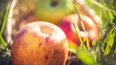 elma elma ağacının altında çimlerin üzerine sepet. Boş alan, arka plan