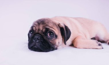 Komik pug köpek yavrusu, beyaz arka plan üzerinde izole