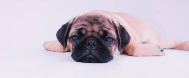 Komik pug köpek yavrusu, beyaz arka plan üzerinde izole