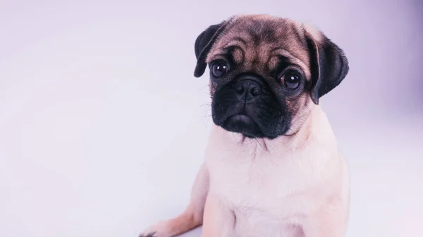 Cachorro Divertido Aislado Sobre Fondo Blanco —  Fotos de Stock