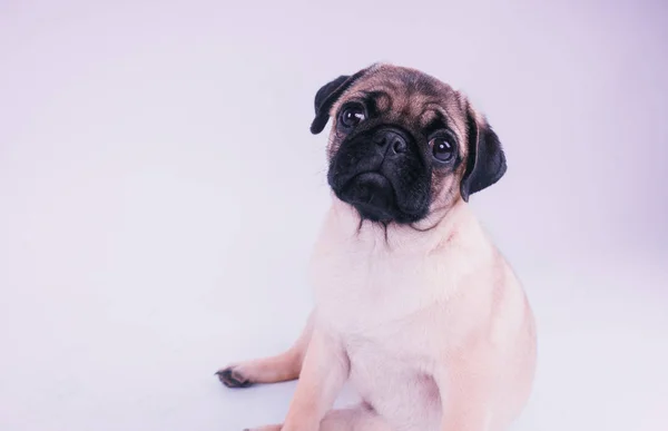 Cachorro Divertido Aislado Sobre Fondo Blanco —  Fotos de Stock