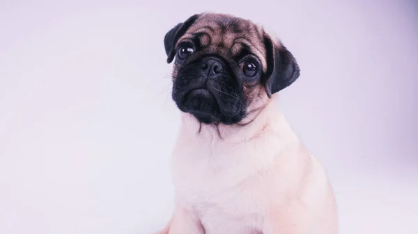 Cachorro Divertido Aislado Sobre Fondo Blanco —  Fotos de Stock