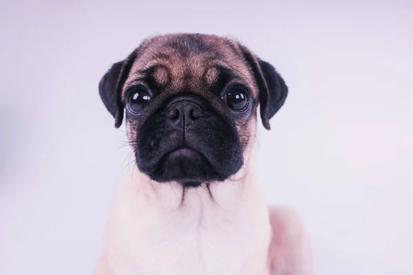 Filhote Cachorro Engraçado Isolado Fundo Branco — Fotografia de Stock