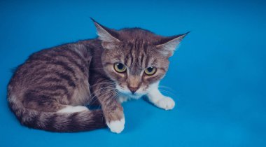 Mavi bir arka plan üzerinde bir kedi portresi. Dinlenme evde beslenen hayvan. Metin için boş yer