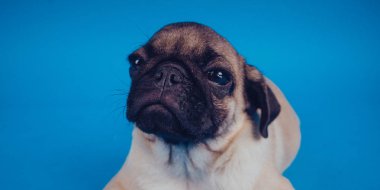 Mavi bir arka plan üzerinde komik köpek doğurmak pug. Metin için boş yer. Dinlenme pug