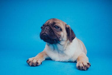 Mavi bir arka plan üzerinde komik köpek doğurmak pug. Metin için boş yer. Dinlenme pug