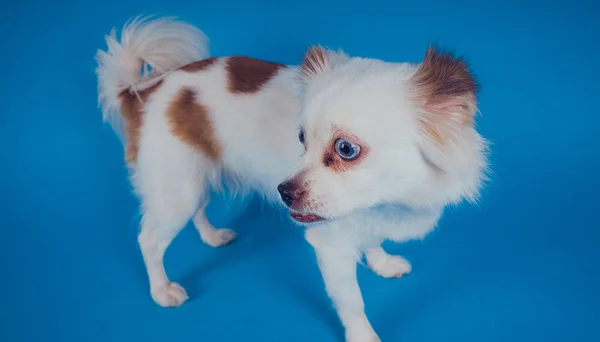 Cão Branco Engraçado Com Olhos Azuis Fundo Azul Espaço Vazio — Fotografia de Stock