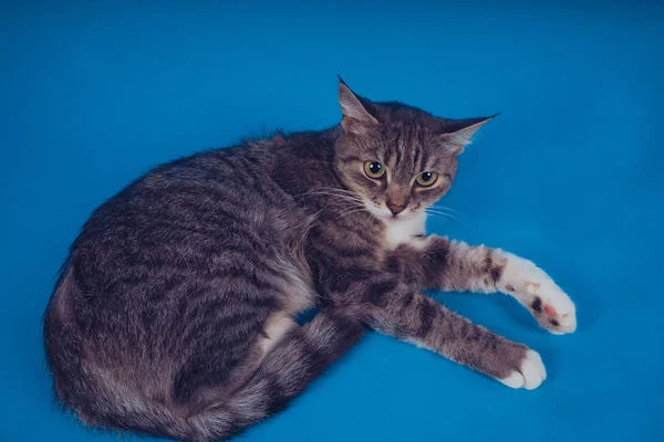 Πορτρέτο Της Γάτας Μπλε Φόντο Κατοικίδιο Ζώο Ανάπαυσης Κενό Χώρο — Φωτογραφία Αρχείου