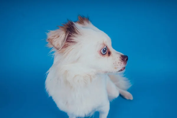 Cão Branco Engraçado Com Olhos Azuis Fundo Azul Espaço Vazio — Fotografia de Stock