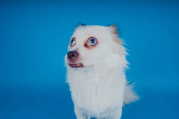 Rolig Vit Hund Med Blå Ögon Blå Bakgrund Tomt Utrymme — Stockfoto