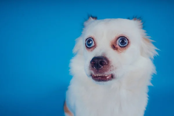 Grappige Witte Hond Met Blauwe Ogen Blauwe Achtergrond Lege Ruimte — Stockfoto