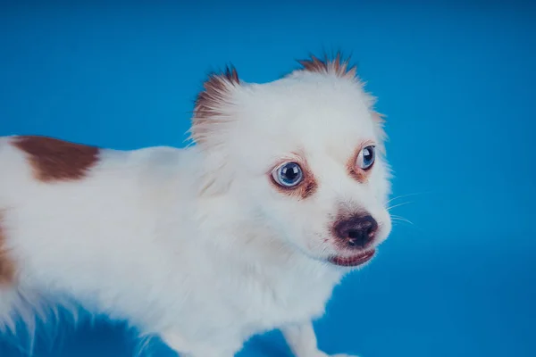 Cão Branco Engraçado Com Olhos Azuis Fundo Azul Espaço Vazio — Fotografia de Stock