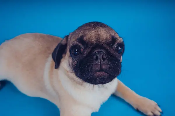 Pug Raça Cachorro Engraçado Fundo Azul Espaço Vazio Para Texto — Fotografia de Stock