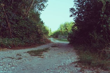 Ufuk içine kaybolan orman yolu. Orman yolları