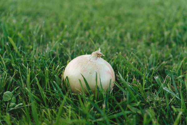 Vers Geoogste Uien Groen Gras Achtergrond Veld Buitenshuis Kopie Ruimte — Stockfoto