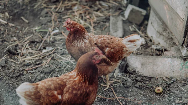 Hühner Die Gras Auf Einem Bauerngarten Auf Dem Land Stehen — Stockfoto