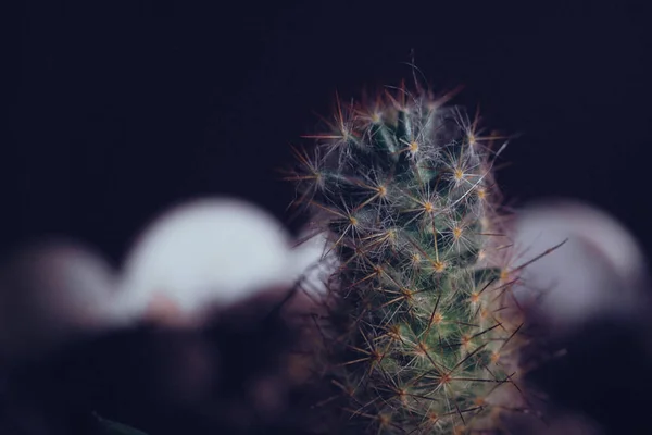 Macro Fotografía Cactus Espinoso Con Espacio Para Texto —  Fotos de Stock