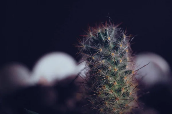 Macro Fotografía Cactus Espinoso Con Espacio Para Texto — Foto de Stock