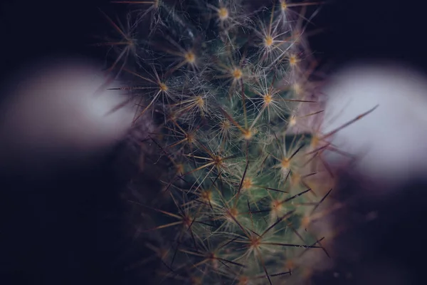 Macro Fotografía Cactus Espinoso Con Espacio Para Texto — Foto de Stock