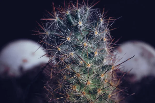 Macrofotografie Van Stekelig Cactus Met Ruimte Voor Tekst — Stockfoto