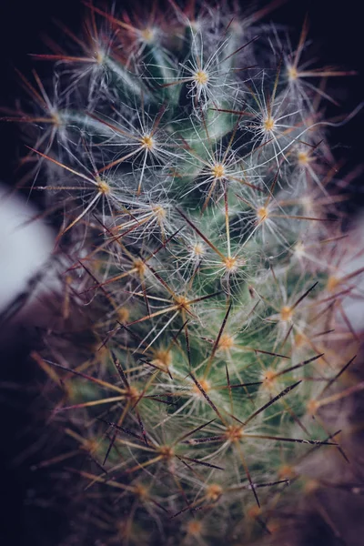 Macro Photography Prickly Cactus Space Text — Stock Photo, Image