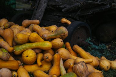 kabaklar büyük bir yığın yalan yere bir ağacın altında