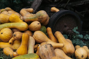 kabaklar büyük bir yığın yalan yere bir ağacın altında