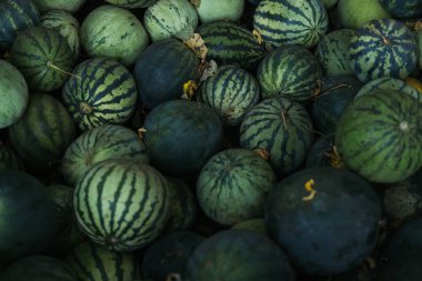 Bir sürü büyük yeşil karpuz ve bir kesik karpuz.