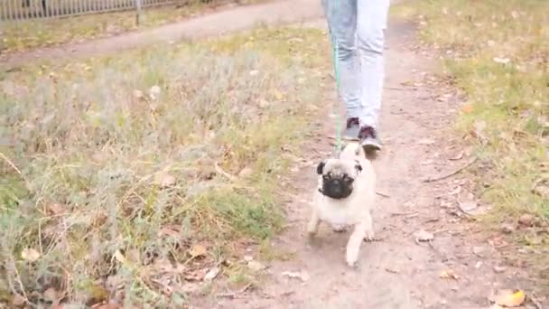 Pug Camina Por Parque Feliz Cachorro Descansando Perro Disfrutando Naturaleza — Vídeo de stock