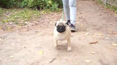 Pug parkta yürüyor. Dinlenme mutlu köpek yavrusu. Doğanın keyfini köpek