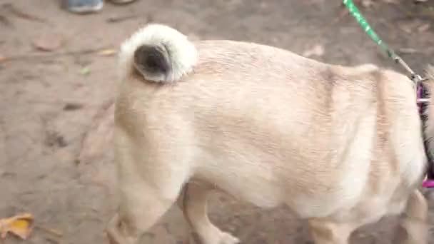 Pug Caminha Parque Feliz Cachorro Descansando Cão Apreciando Natureza — Vídeo de Stock