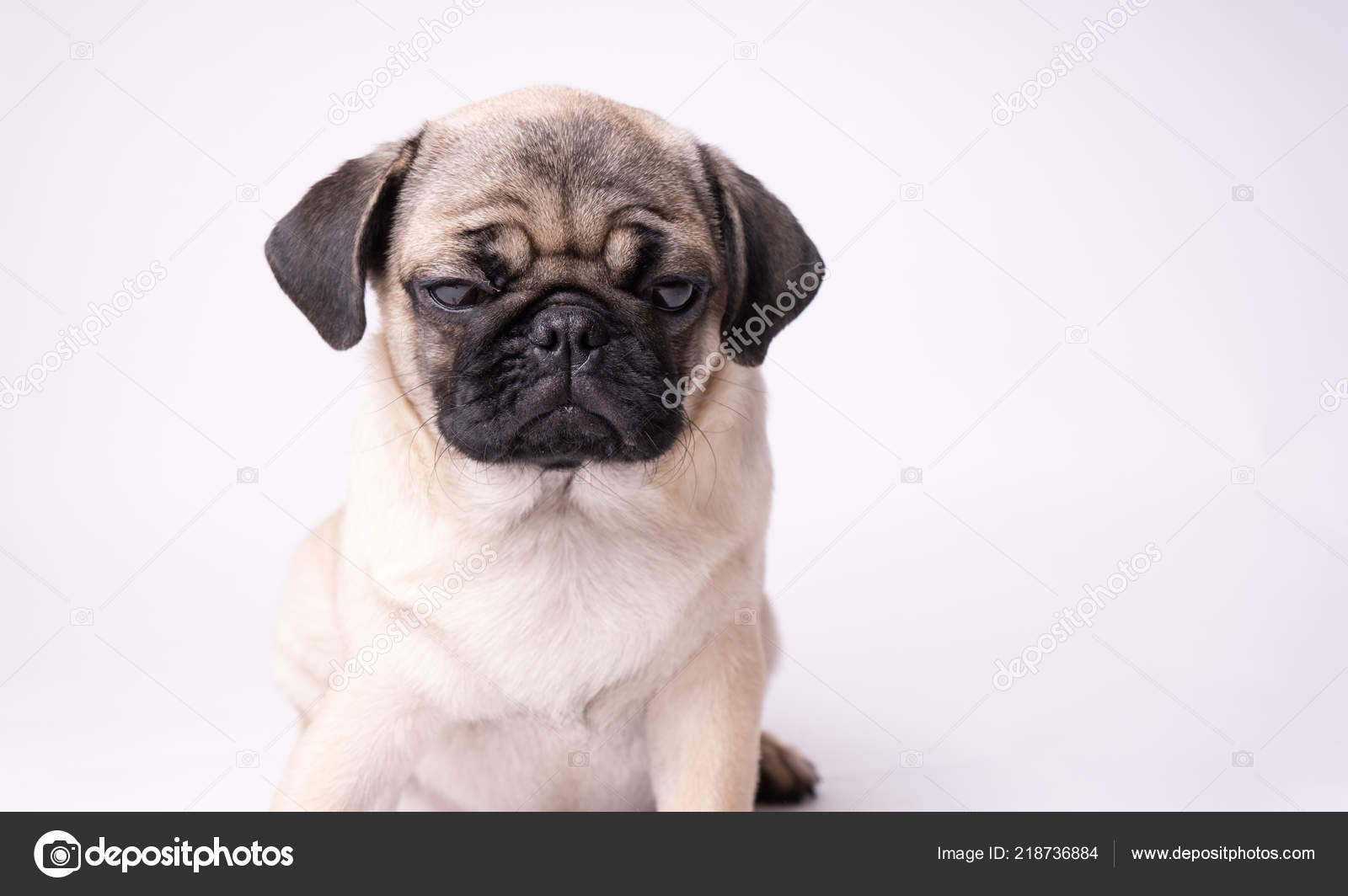 chubby pug puppy