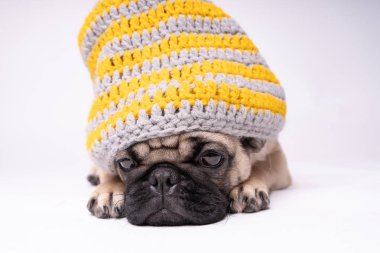 Beyaz bir arka plan üzerinde poz pug. Kameraya bakarak köpek yavrusu. Güzel köpek