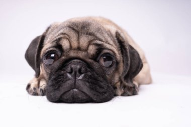 Beyaz bir arka plan üzerinde poz pug. Kameraya bakarak köpek yavrusu. Güzel köpek