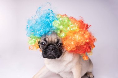 Beyaz bir arka plan üzerinde poz pug. Kameraya bakarak köpek yavrusu. Güzel köpek