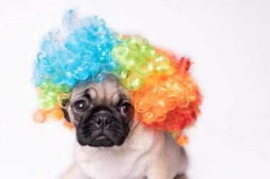 Boksör, beyaz arka plan üzerinde köpek. Sevimli dost şişman tombul pug köpek yavrusu. Beyaz izole Evcil hayvan, köpek severler,.