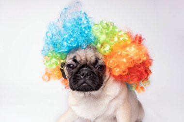 Beyaz bir arka plan üzerinde poz pug. Kameraya bakarak köpek yavrusu. Güzel köpek