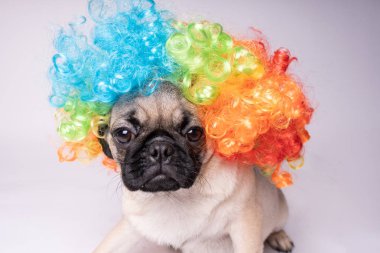 Beyaz bir arka plan üzerinde poz pug. Kameraya bakarak köpek yavrusu. Güzel köpek